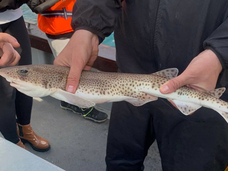 Cork with Anthony Lane