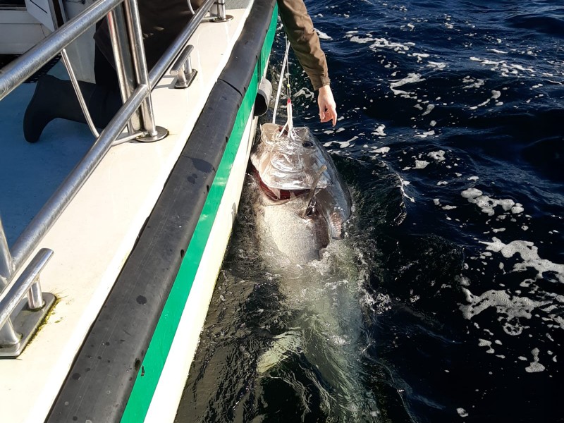 Bluefin Tuna in Donegal - Declan McGettigan
