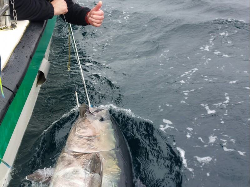 Bluefin Tuna in Donegal - Declan McGettigan