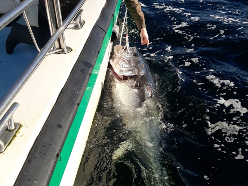 Bluefin Tuna in Donegal - Declan McGettigan