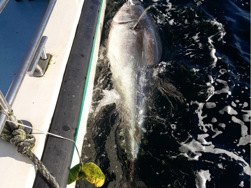 Bluefin Tuna in Donegal - Declan McGettigan