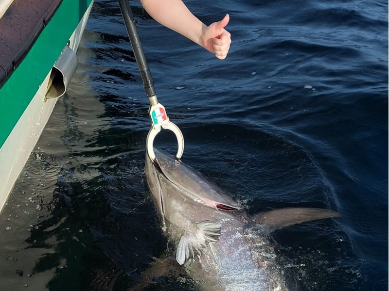 Bluefin Tuna in Donegal - Declan McGettigan