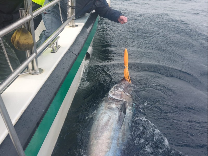 Bluefin Tuna in Donegal - Declan McGettigan