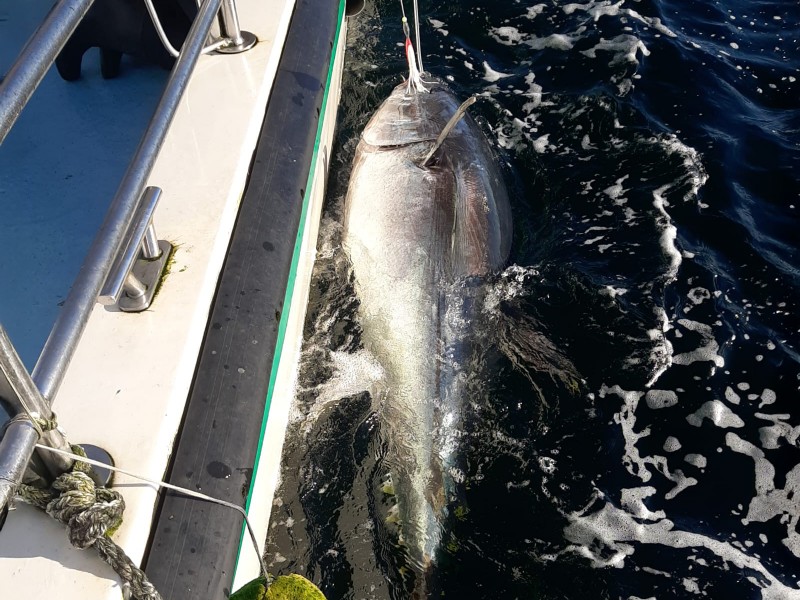 Bluefin Tuna in Donegal - Declan McGettigan