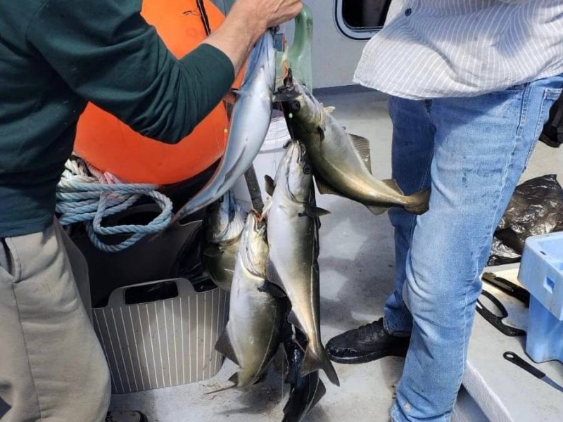 Donegal with Kenny Brown