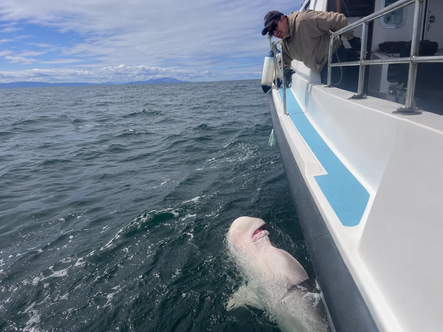 Large shark beside a boat during a sea fishing trip off Ireland's west coast.